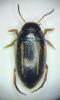 Graptodytes bilineatus